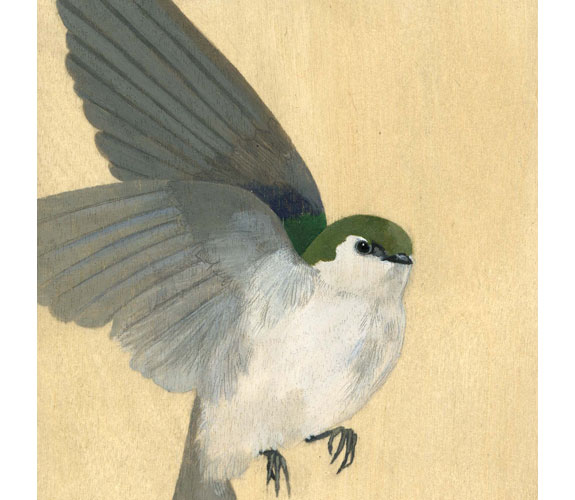"Violet-green Swallow" by Kristen Etmund